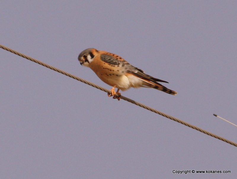 American Kestrel